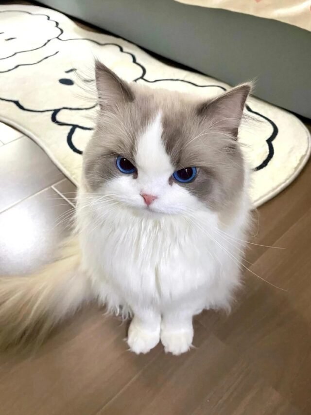 Ảnh Mèo Ragamuffin Bông Xù, Hiền Lành Và Rất Dễ Mến