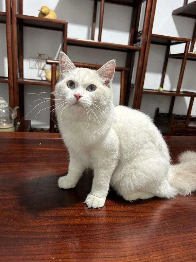 Ảnh Mèo Ragdoll Dịu Dàng, Lông Mượt Và Cực Kỳ Đáng Yêu