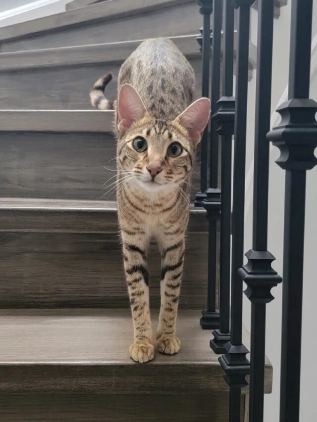 Ảnh Mèo Savannah Hoang Dã, Cao Lớn Và Cực Kỳ Ấn Tượng