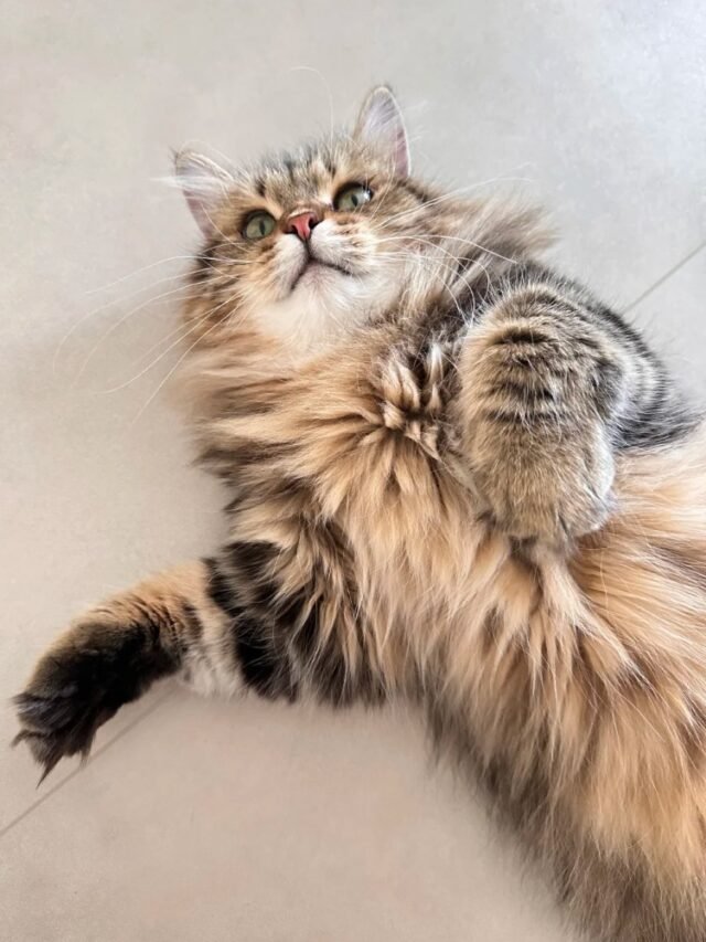 Ảnh Mèo Siberian Lông Dày Sang Trọng, Nhìn Là Mê