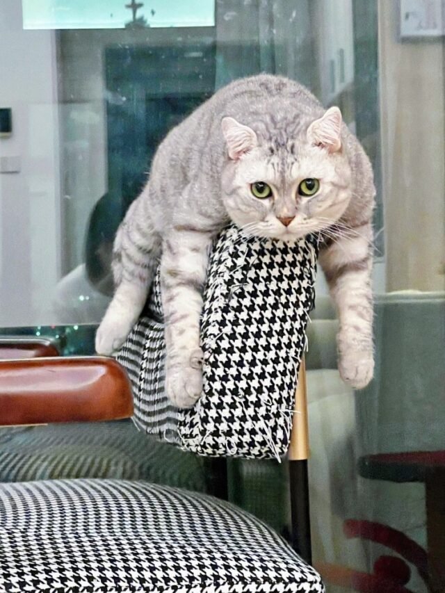 Ảnh Mèo Tai Cụp Dễ Thương, Nhìn Là Muốn Ôm