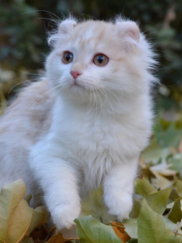 Ảnh Mèo Tai Xoắn Dễ Thương, Đôi Tai Cong Rất Lạ Mắt