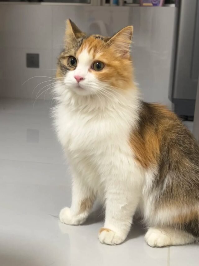 Ảnh Mèo Tam Thể Có Duyên, Ba Màu Rất Bắt Mắt