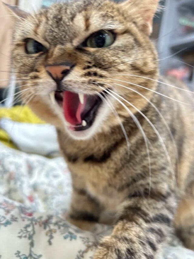 Hình Mèo Tức Giận Làm Meme, Avatar