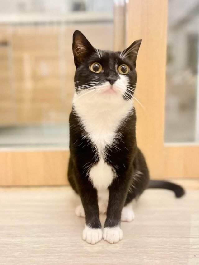 Ảnh Mèo Tuxedo Lịch Lãm, Đen Trắng Sang Trọng