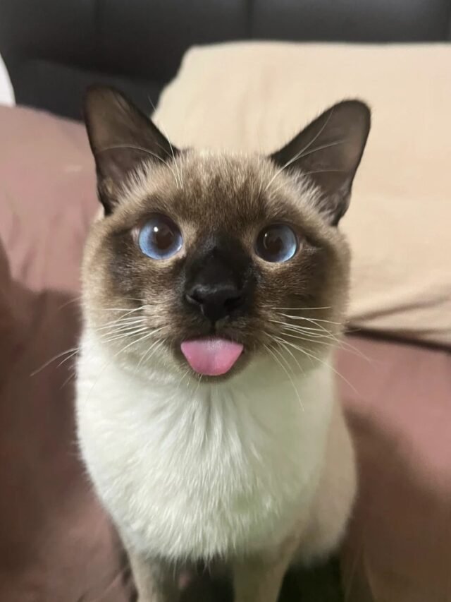 Ảnh Mèo Xiêm Thanh Thoát, Mắt Xanh Và Rất Có Hồn