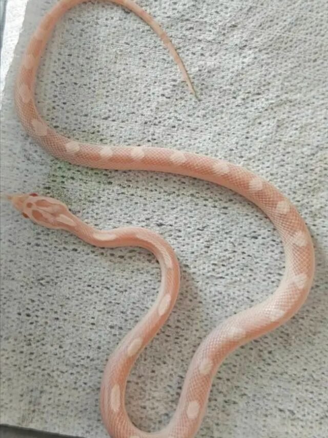 Ảnh rắn bạch tạng màu trắng mắt đỏ hiếm gặp