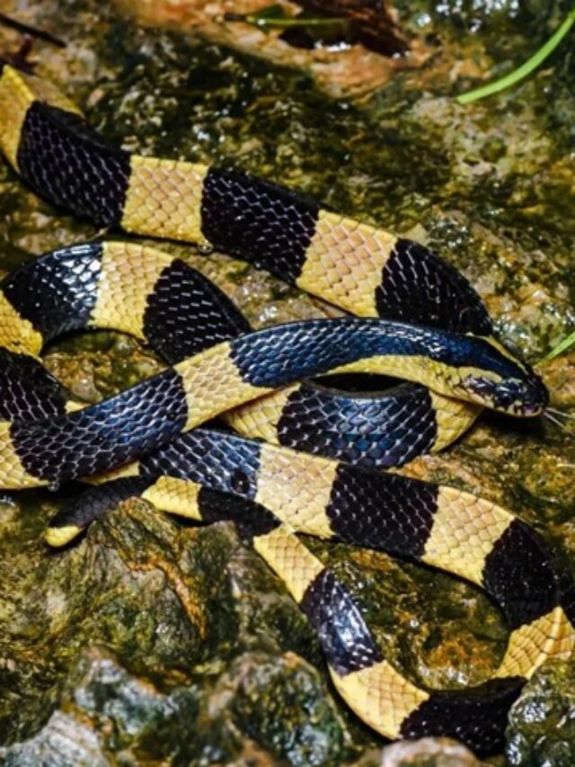 Ảnh rắn cạp nia khoang đen trắng cực độc ngoài tự nhiên