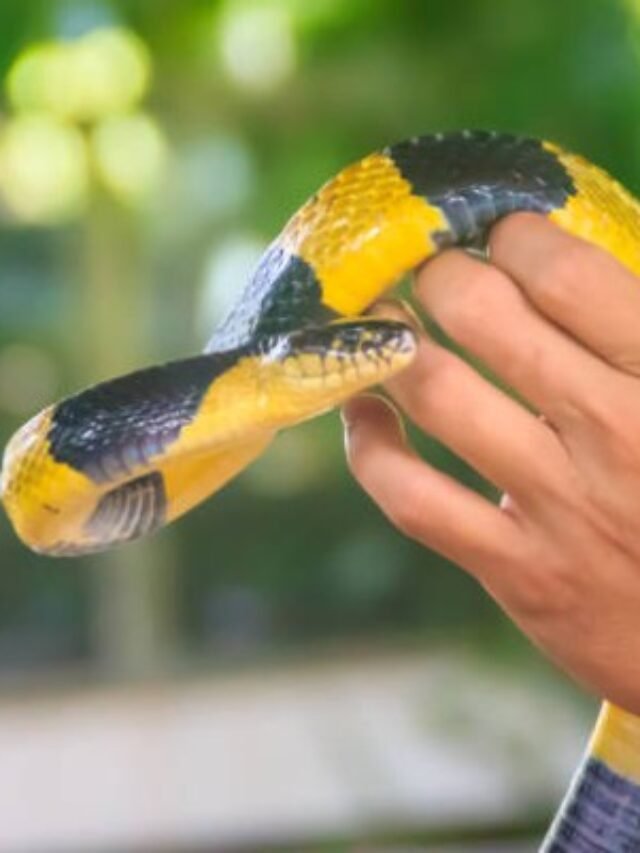 Ảnh rắn cạp nong khoang vàng đen cực độc