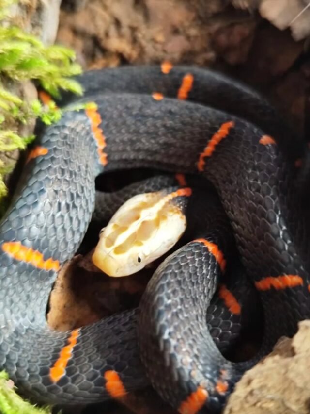 Ảnh rắn chàm quạp ngụy trang giữa lá khô nguy hiểm