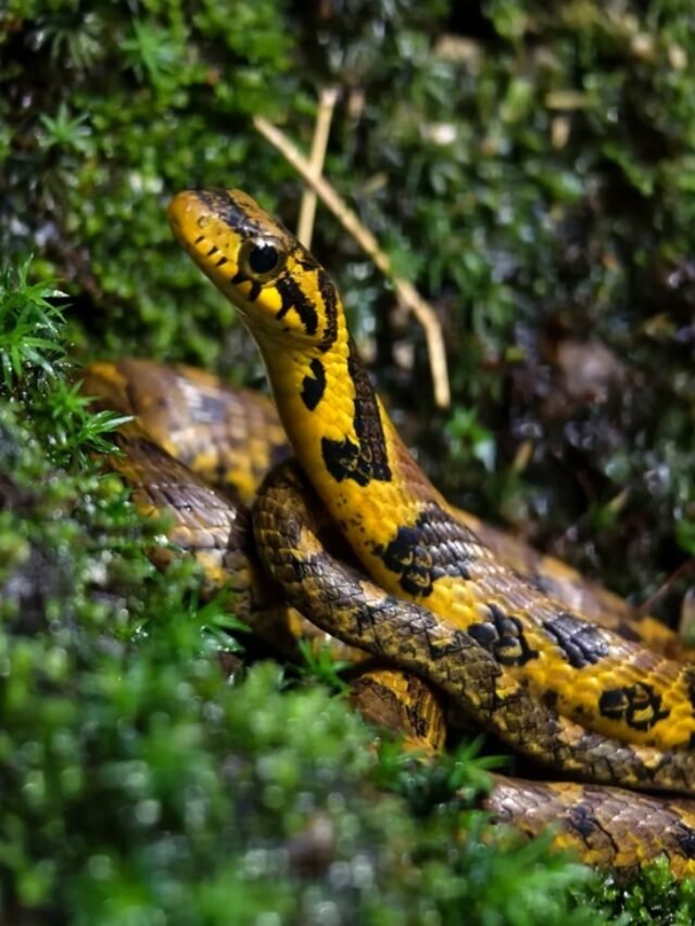 Ảnh rắn đuôi chuông phát tiếng cảnh báo đặc trưng