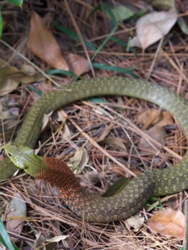 Ảnh rắn hổ lửa màu đỏ cam nổi bật ngoài tự nhiên