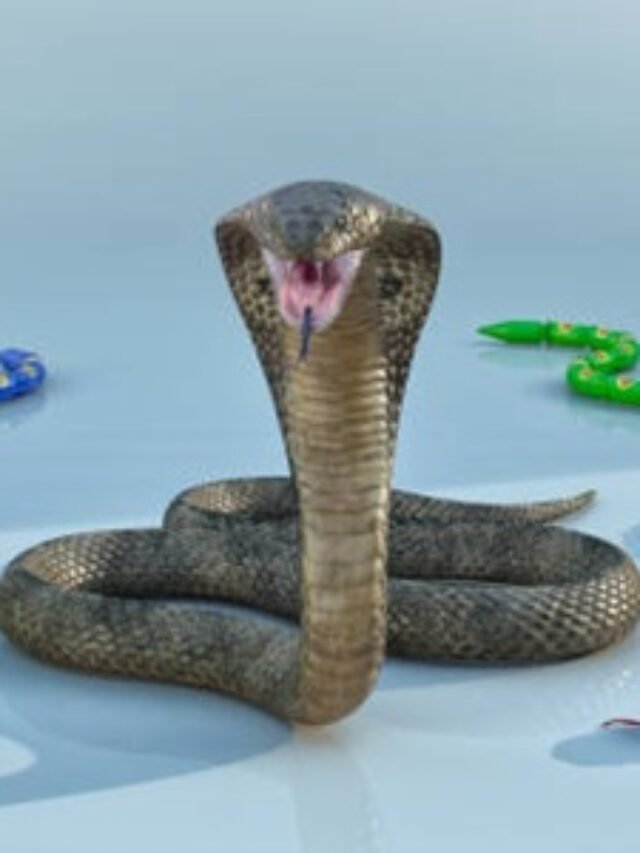 Ảnh rắn hổ mang bành phùng mang đầy uy lực