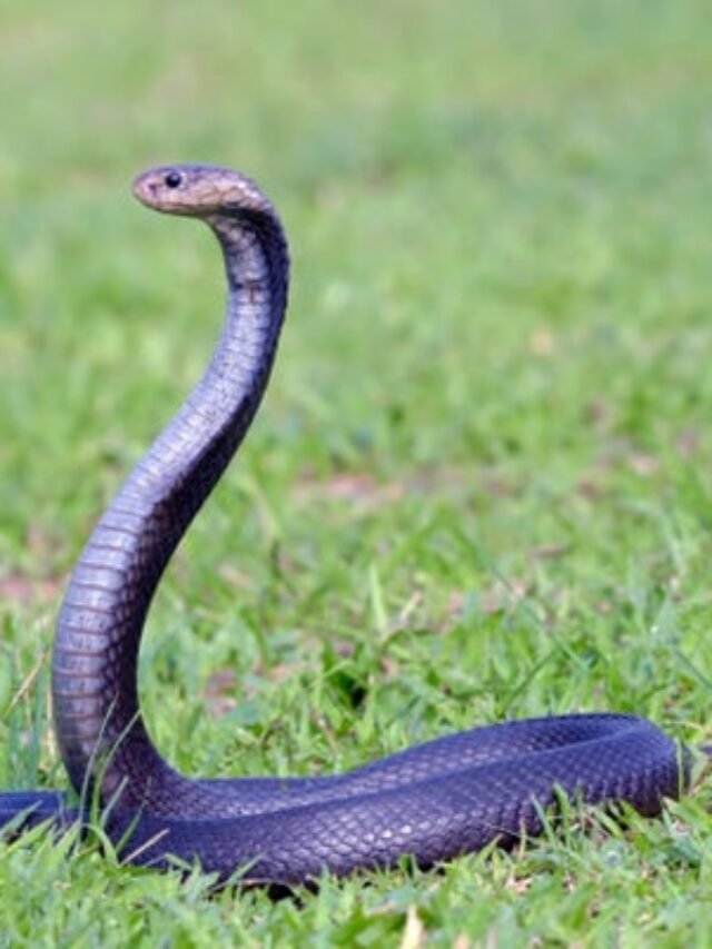 Ảnh rắn hổ mang chì màu xám phùng mang nguy hiểm