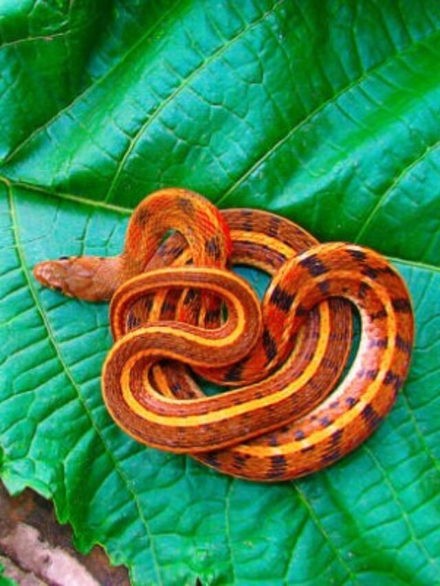 Ảnh rắn hổ ngựa thân dài di chuyển rất nhanh