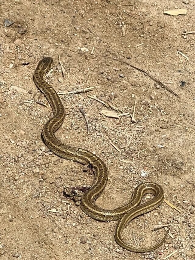 Ảnh rắn hổ trâu thân dài thường gặp ở đồng ruộng