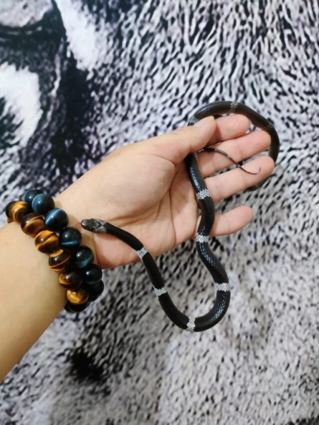 Ảnh rắn khuyết lào thân mập ngụy trang lá khô