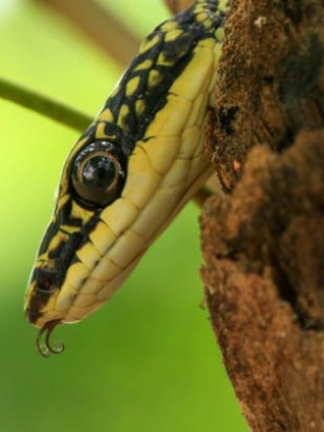 Ảnh rắn lục cườm xanh ẩn mình trên cành cây