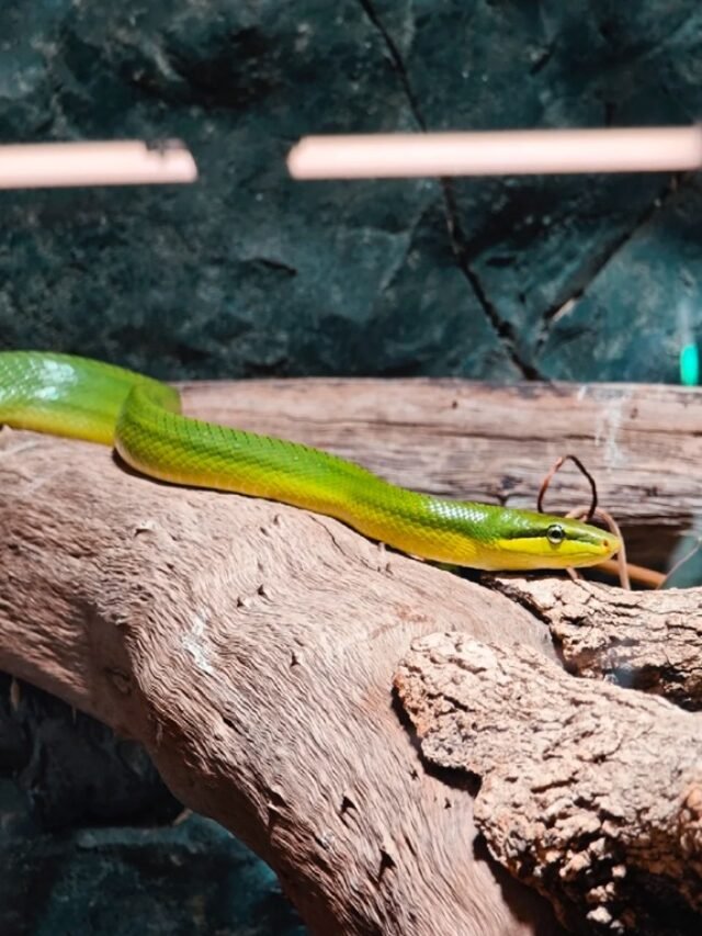 Ảnh rắn lục đuôi đỏ xanh nổi bật trên cành cây