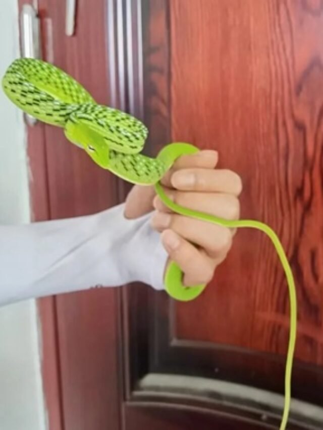 Ảnh rắn lục kim xanh ánh kim ẩn mình trên cây