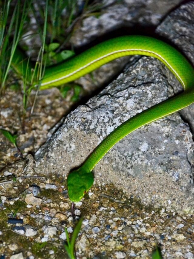 Ảnh rắn lục xanh ngụy trang trên cành cây