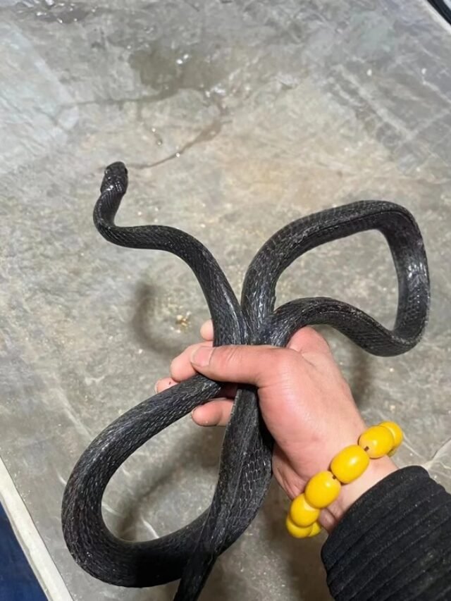 Ảnh rắn mamba đen há miệng đen đặc trưng