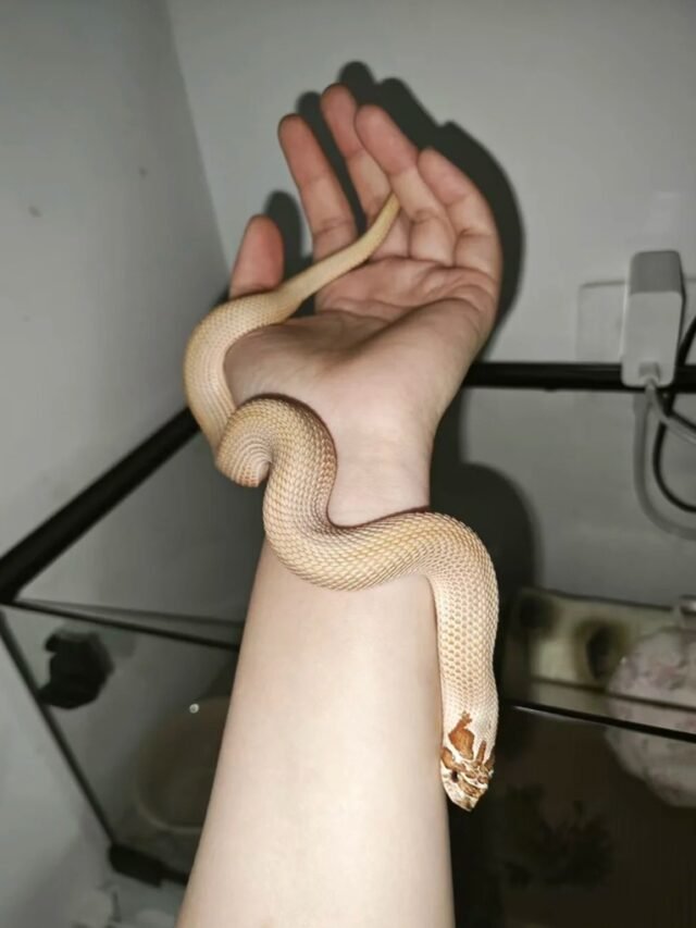 Ảnh rắn mũi hếch với chiếc mũi cong đặc trưng