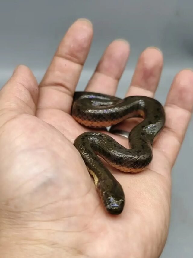 Ảnh rắn ri cá sống ở ao hồ ruộng nước