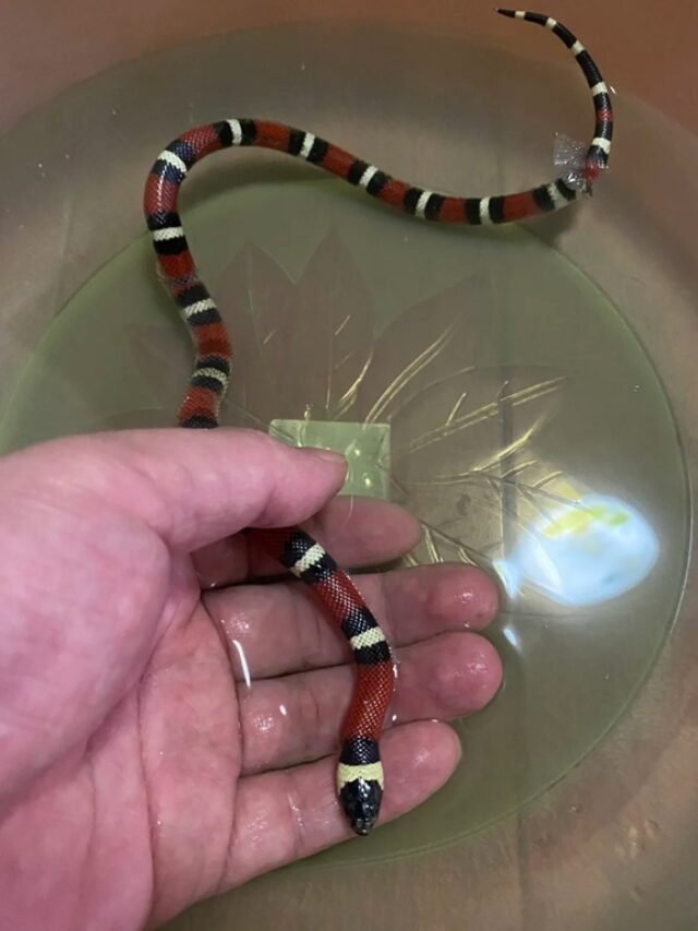 Ảnh rắn san hô khoang màu sặc sỡ nguy hiểm