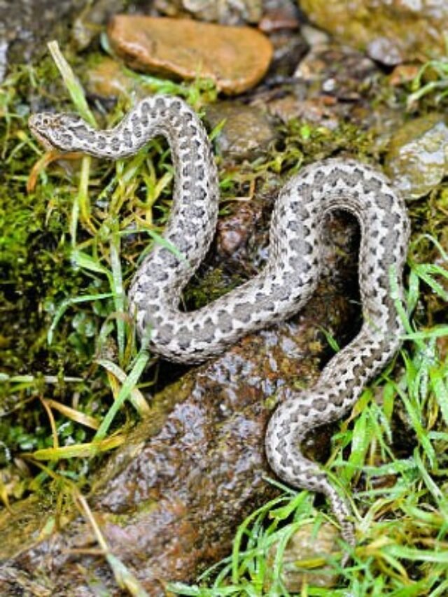 Ảnh rắn trun nhỏ giống giun đất ngoài tự nhiên