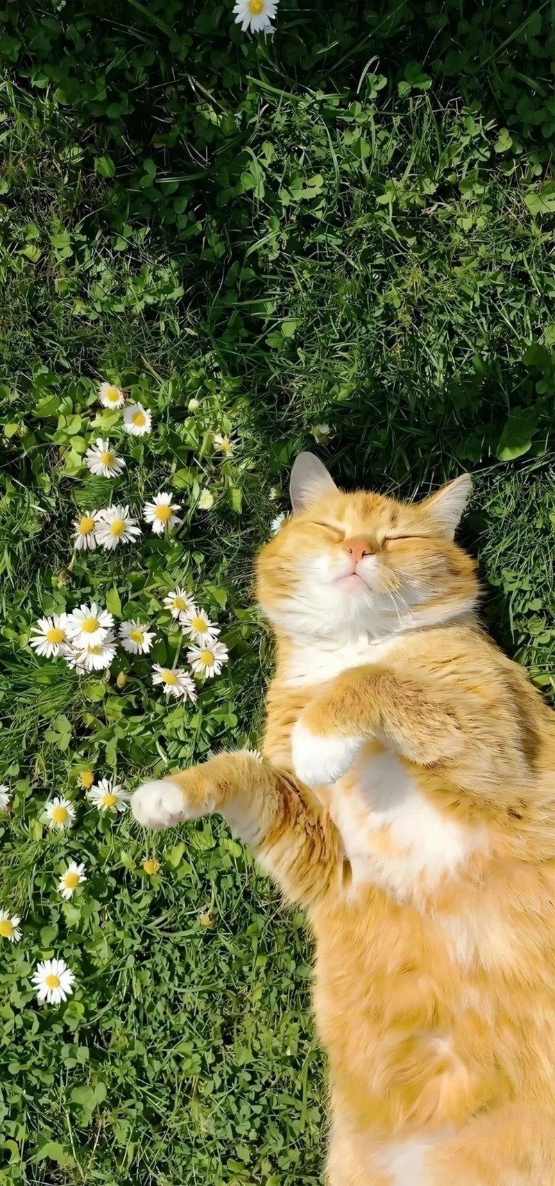Hình nền động vật 3D cute cho máy tính