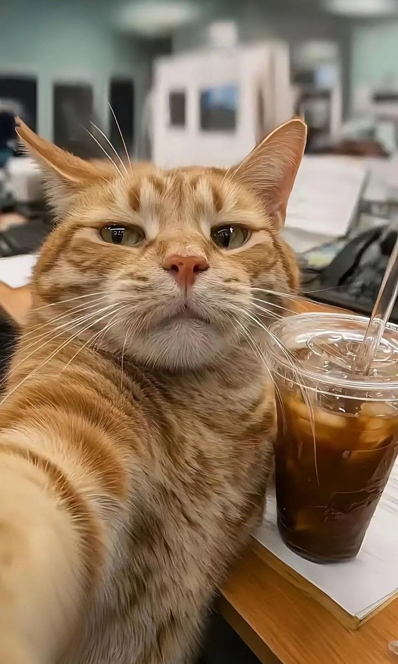 hình ảnh con mèo 3d 2