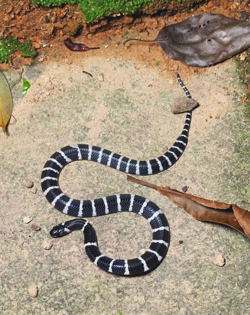 hình ảnh rắn cạp nia