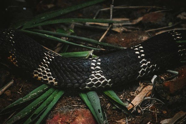 hình ảnh rắn cạp nong