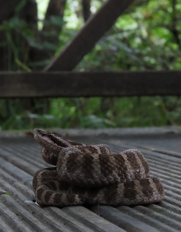 hình ảnh rắn hổ đất