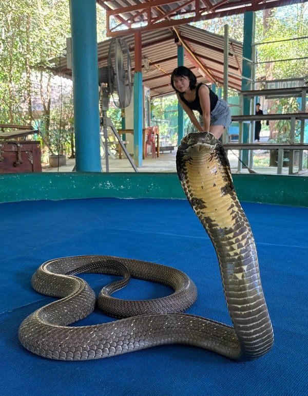 hình ảnh rắn hổ mang chúa 3d 1