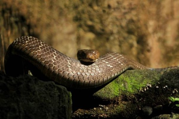 hình ảnh rắn hổ mang chúa 3d 12