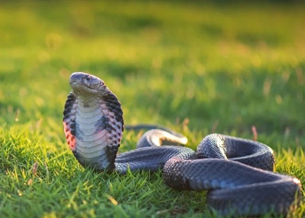 hình ảnh rắn hổ mang chúa 3d 15