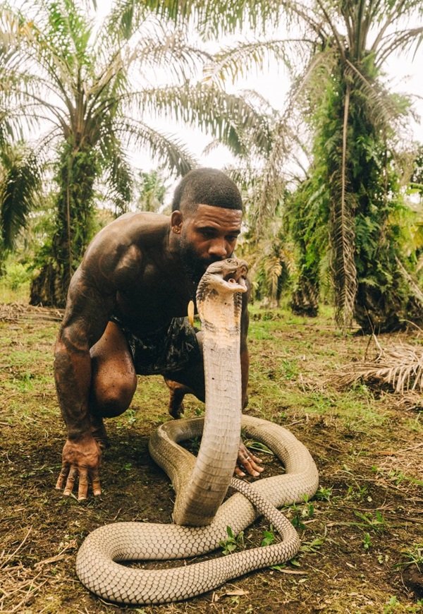 hình ảnh rắn hổ mang chúa 3d 18