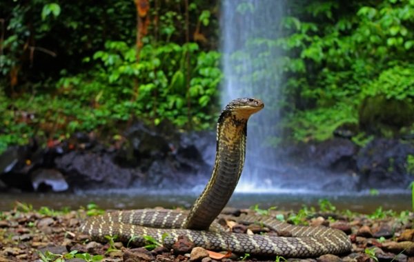 hình ảnh rắn hổ mang chúa 3d 3