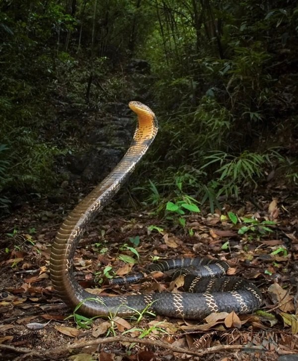 hình ảnh rắn hổ mang chúa 3d 4