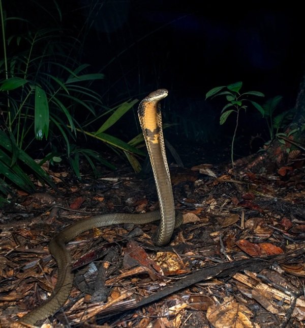 hình ảnh rắn hổ mang chúa 3d 6