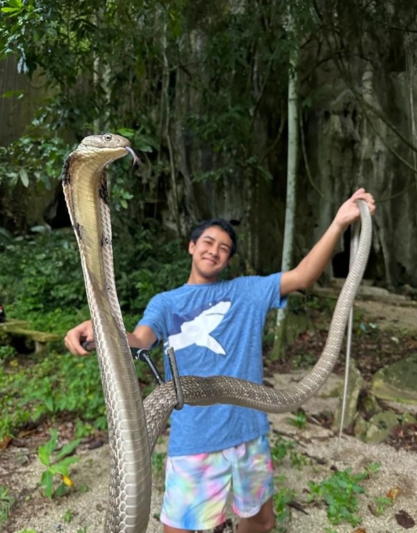 hình ảnh rắn hổ mang chúa 3d 7