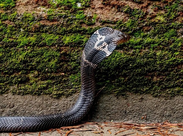 hình ảnh rắn hổ mang chúa 3d 8