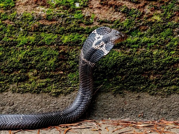 hình ảnh rắn hổ mèo