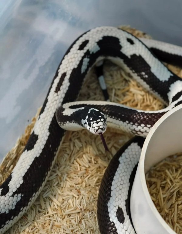 hình ảnh rắn hổ ngựa