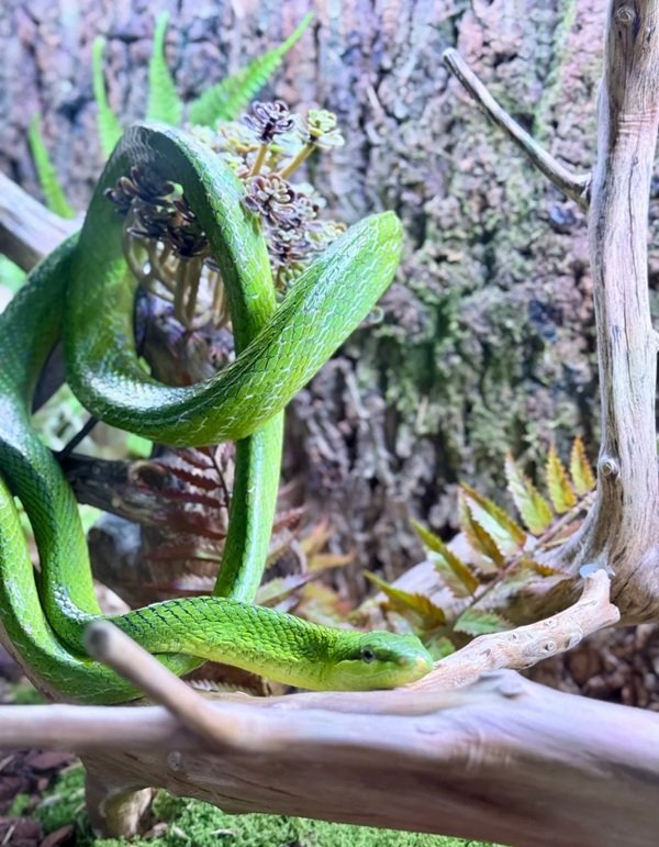 hình ảnh rắn lục đuôi đỏ