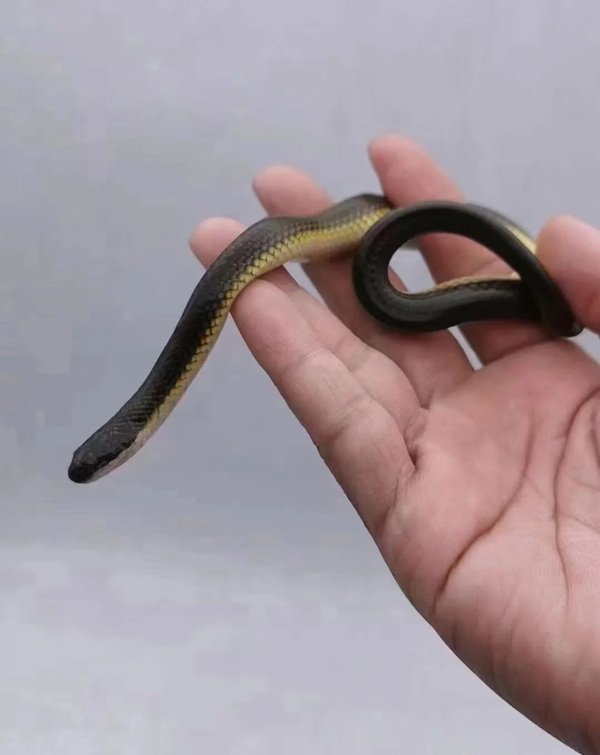 hình ảnh rắn ri cá