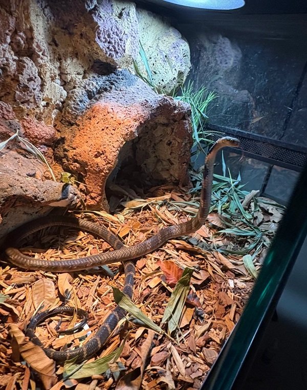 hình rắn hổ mang chúa đẹp 1