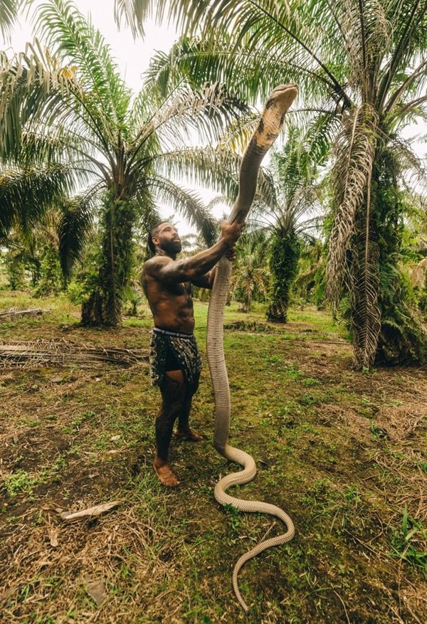 hình rắn hổ mang chúa đẹp 11